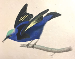 Oiseau bleu dans OEuvres complètes, Buffon, 1839