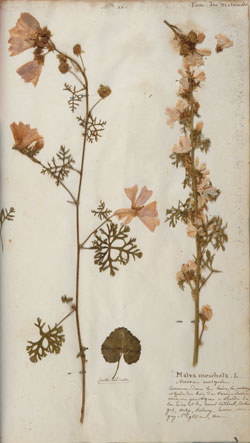 Malva Moschata (Mauve musquée), planche 161,  Herbarium Nivernense ou collection de plantes recueillies dans le département de la Nièvre, par le botaniste Alexandre Boreau entre 1828 et 1836.  © Médiathèque de Nevers