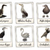 Montbard – Les oiseaux du Musée Buffon recherchent des correspondants visuel-oiseaux-montbard