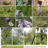 Arbois – Sortie entomologique le 29 août visuel-sortie-entomologique-arbois