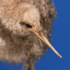oiseaux2